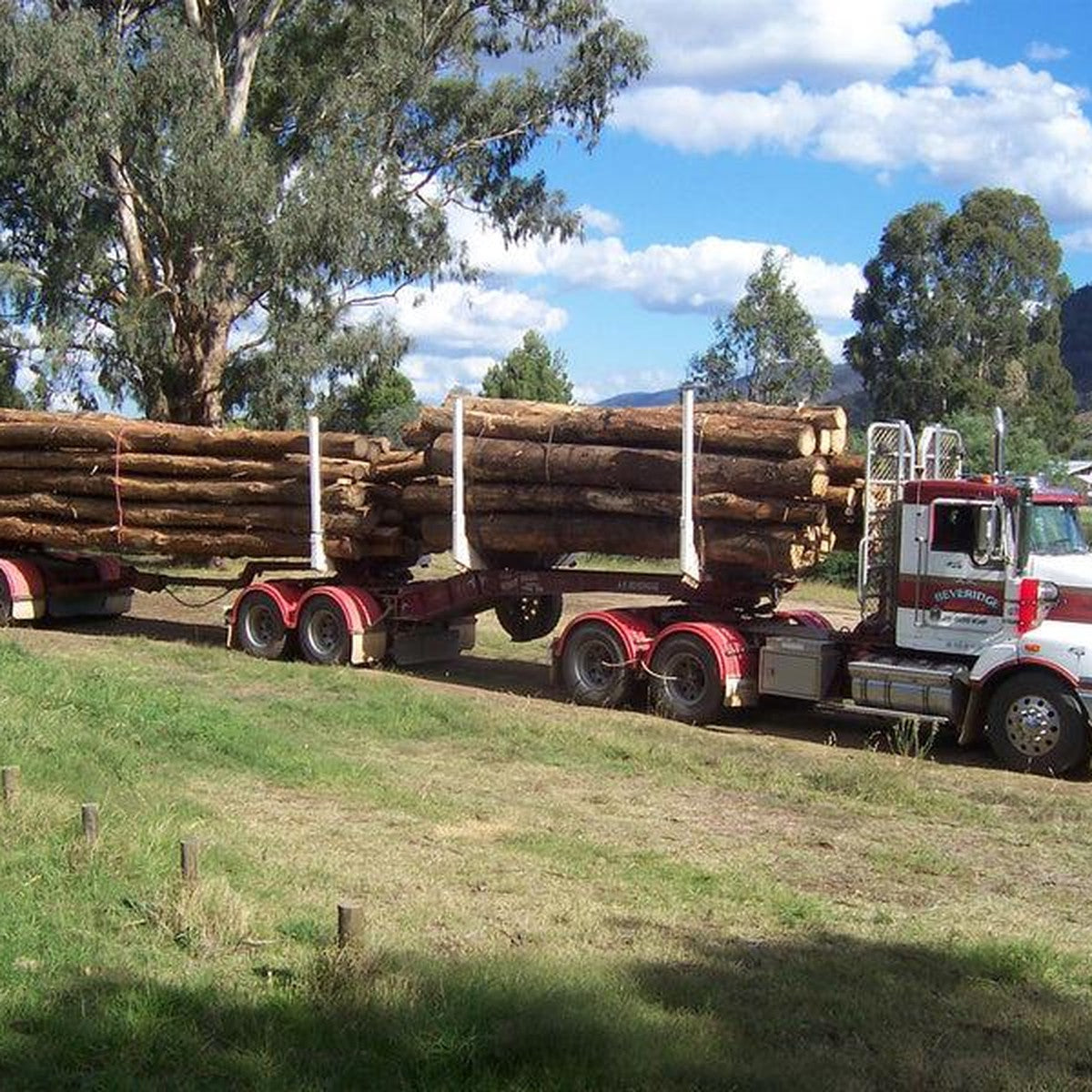 Acacia en grume – Camion complet 50 stères