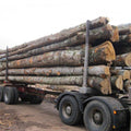 Châtaignier en grume – Camion complet 50 stères