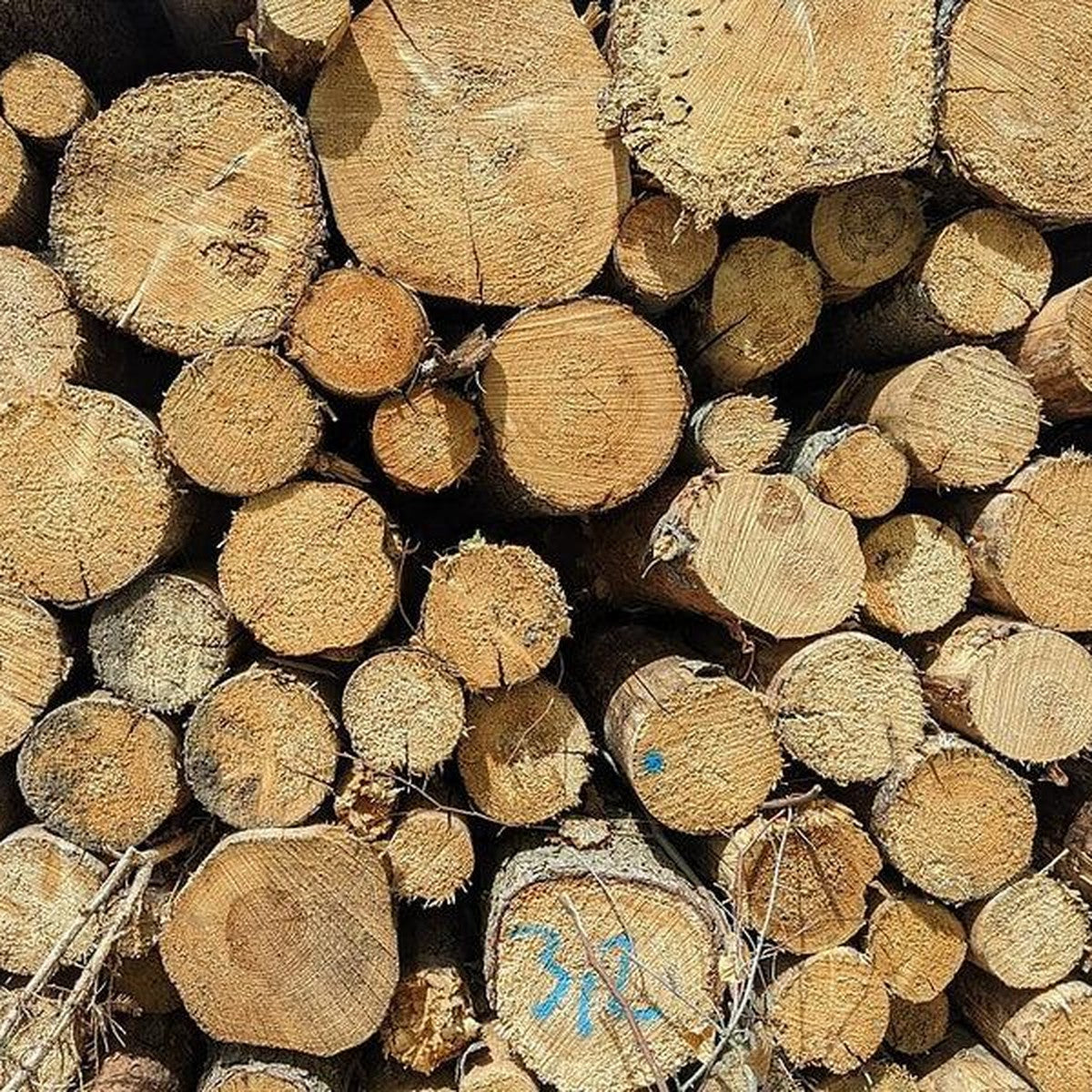 Grumes de hêtre empilées prêtes au chargement